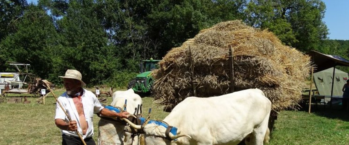 Fête des battages à l'ancienne