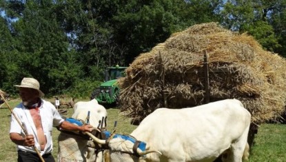 Fête des battages à l'ancienne
