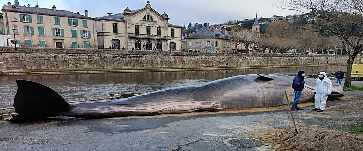 Un cachalot échoué  à Villefranche de Rouergue
