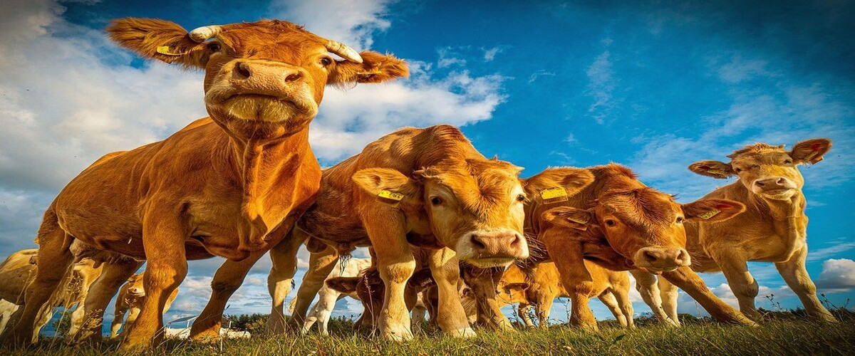 Réunion de la cellule de dialogue scientifique