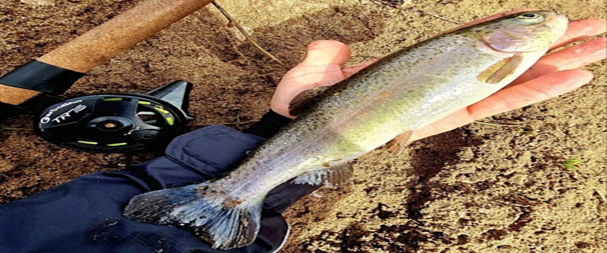 Coup d’envoi de la pêche de la truite !