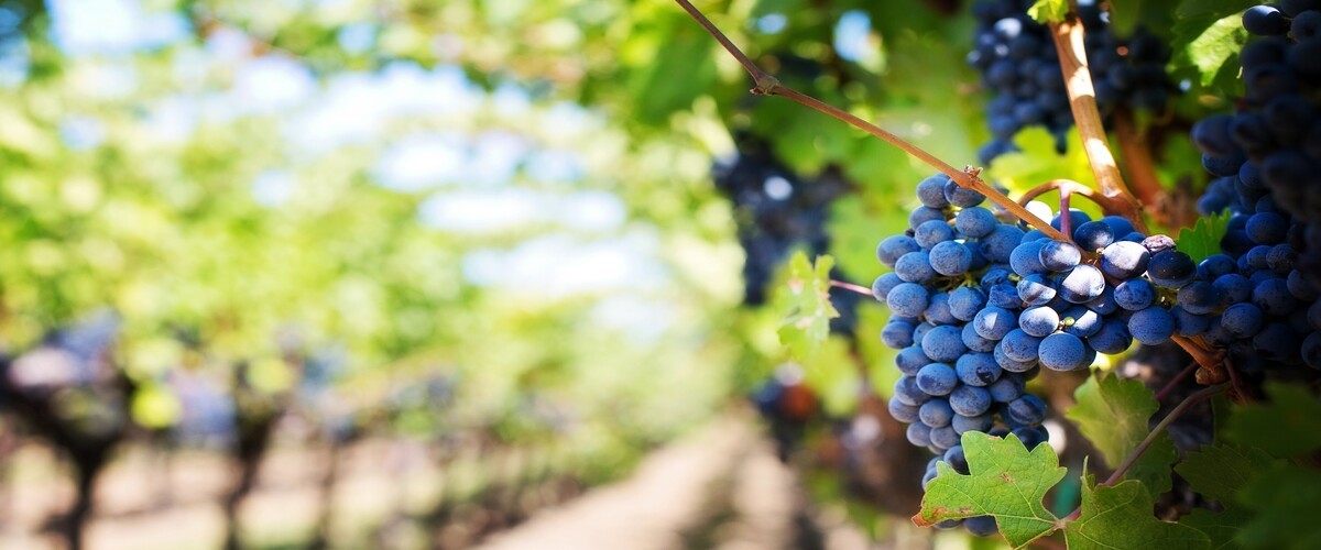 Unis pour l’avenir du vignoble catalan