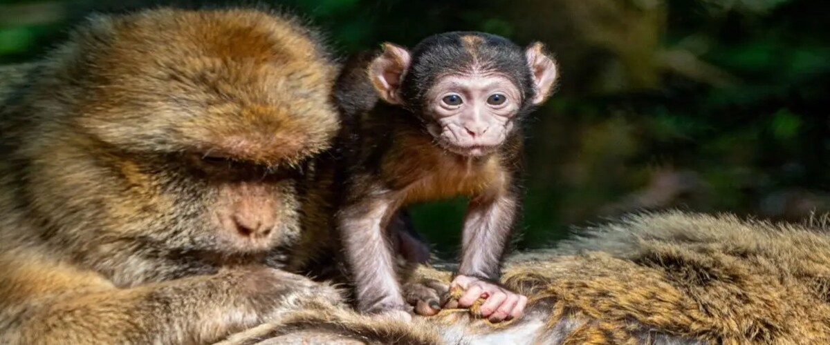 Rocamadour : trois bébés magots déjà nés