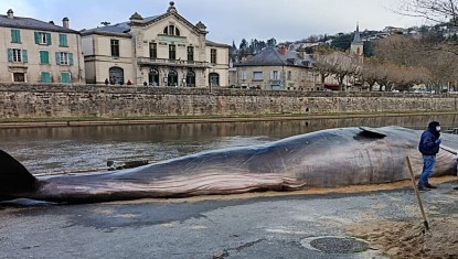 Un cachalot échoué  à Villefranche de Rouergue