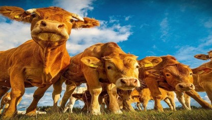 Réunion de la cellule de dialogue scientifique