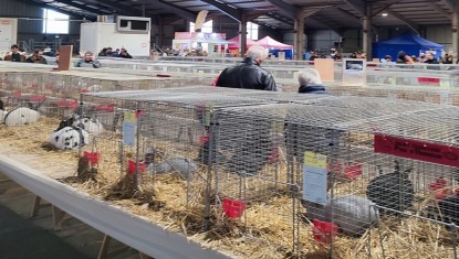 Succès pour la 46ème exposition avicole !