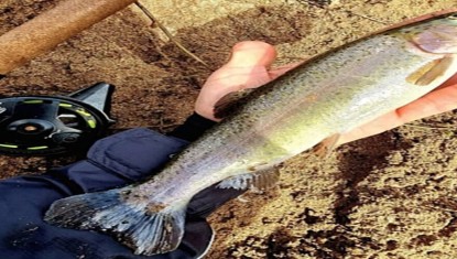 Coup d’envoi de la pêche de la truite !