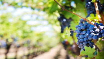 Unis pour l’avenir du vignoble catalan