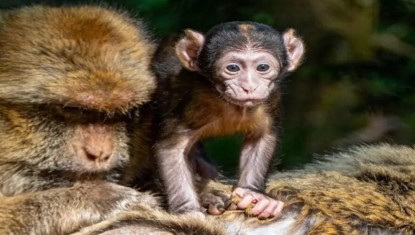 Rocamadour : trois bébés magots déjà nés