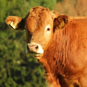 Concours National Limousin