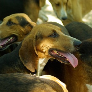 Les chasseurs du Haut Ségala